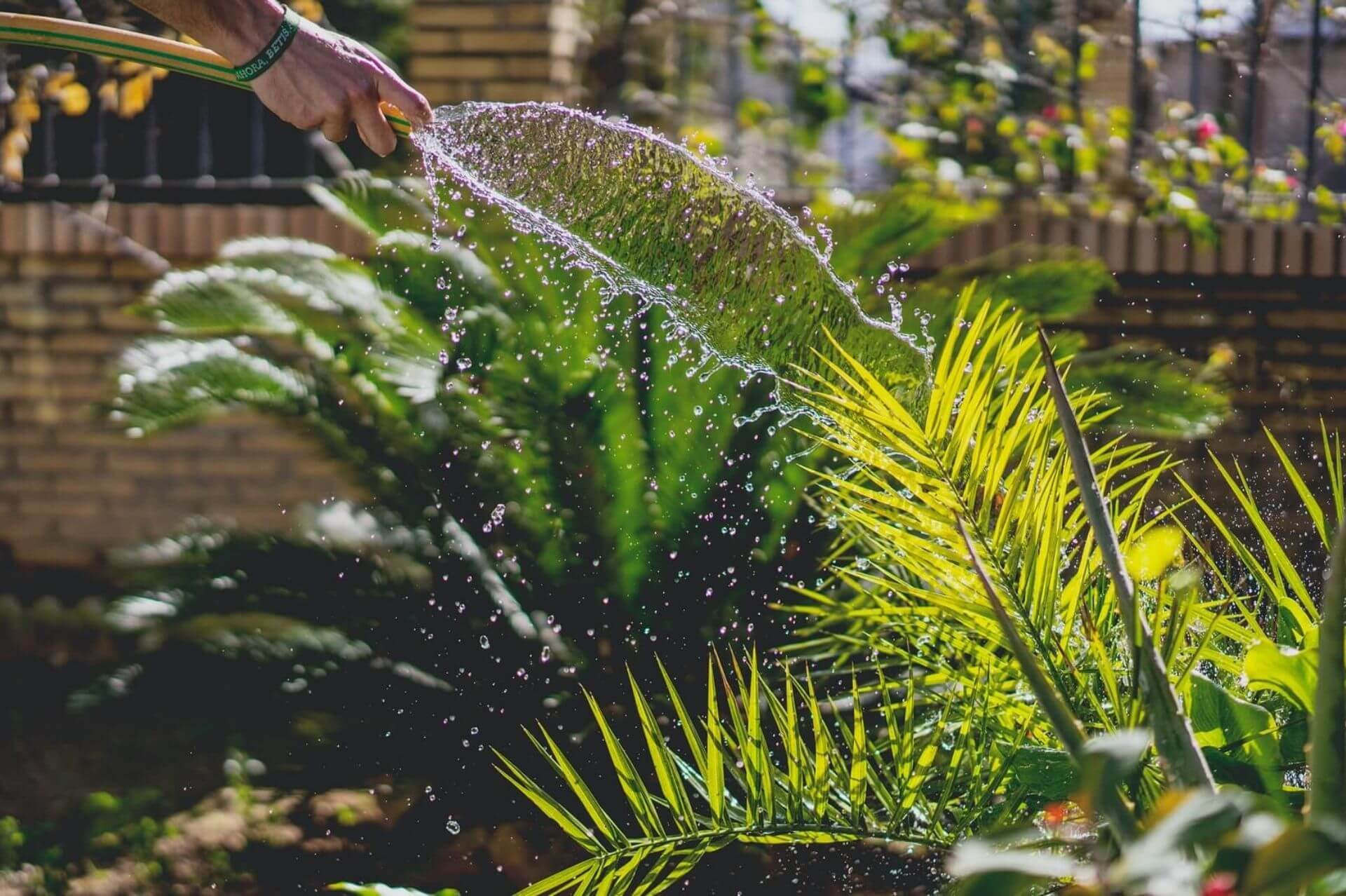 Pflanzen werden mit einem Gartenschlauch gegossen