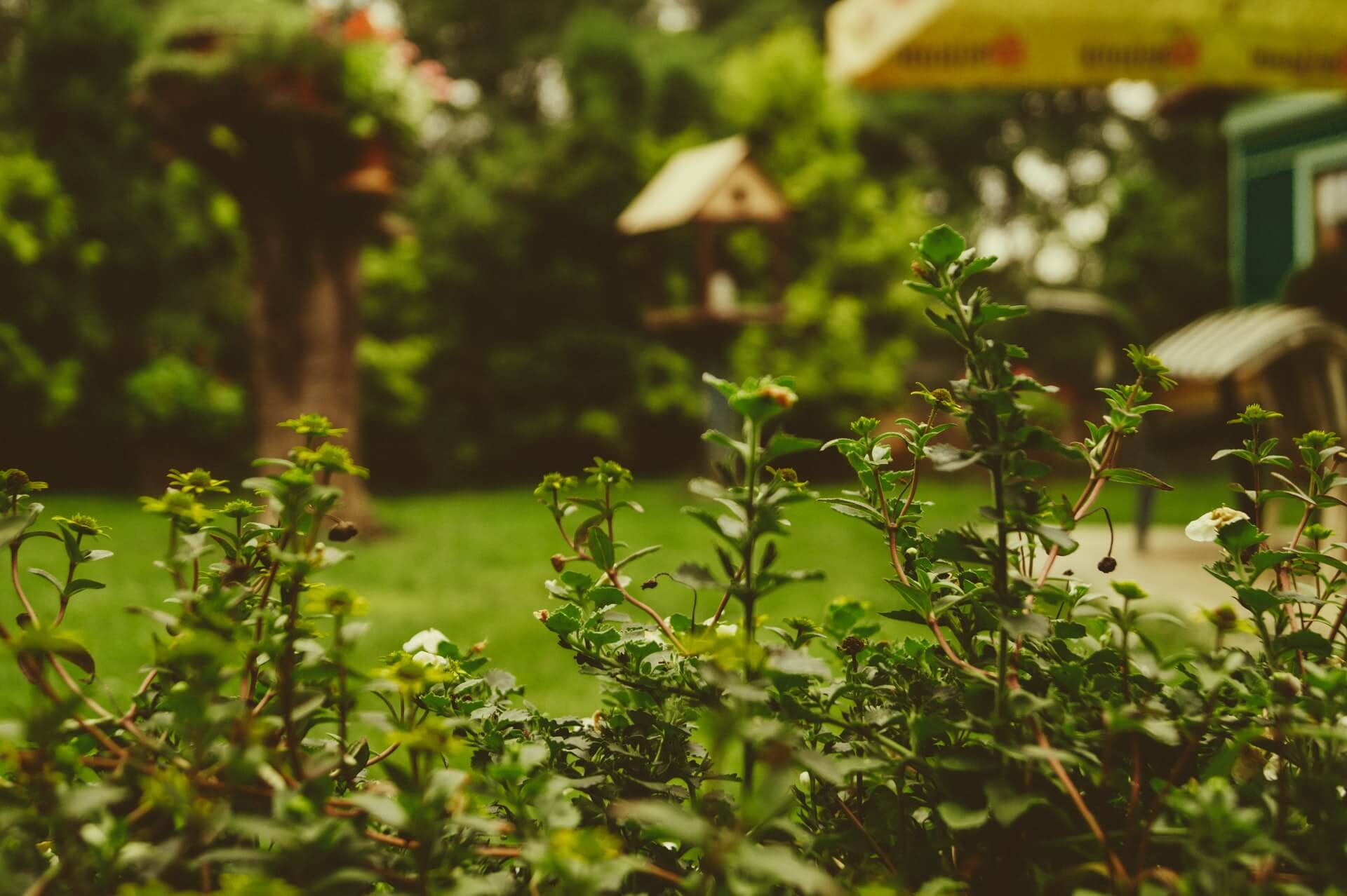 Garten mit einem Baum und Vogelhaus. Im Vordergrund sind Pflanzenbüsche